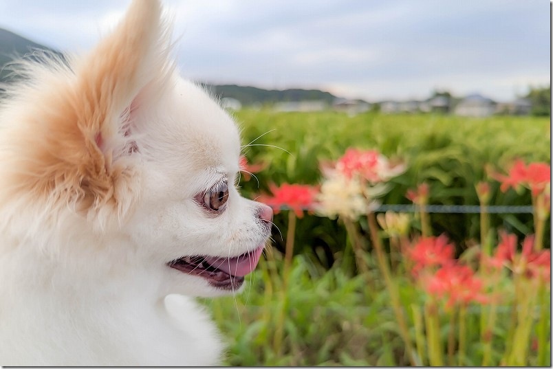 福岡市西区今宿 彼岸花が咲く、田んぼ周辺を犬と散歩、2025年9月下旬