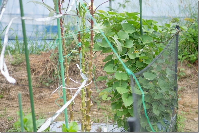 9/4 さつま芋栽培 植付け4ヶ月 袋栽培で垂直仕立てのさつま芋