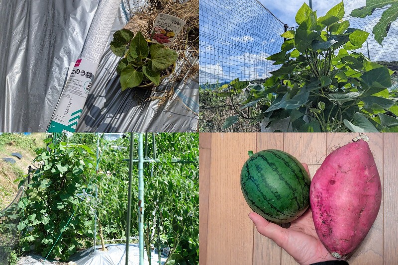 さつま芋 垂直仕立てで袋栽培【100均 土のう袋に植えて収穫まで】（利用土や収穫量・収穫サイズ）