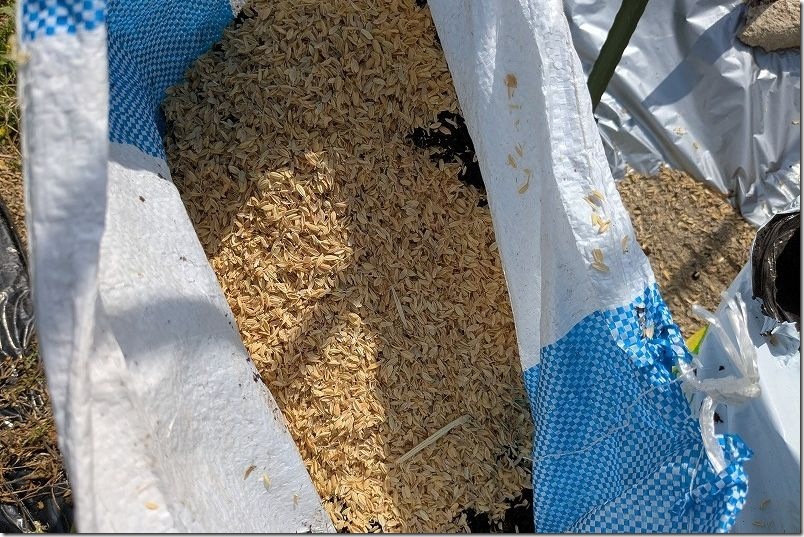 さつま芋の袋栽培で作った土【使用量や肥料】