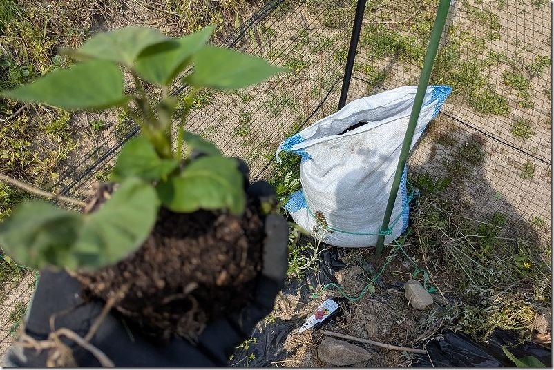 さつま芋栽培 5月定植【袋栽培を開始】