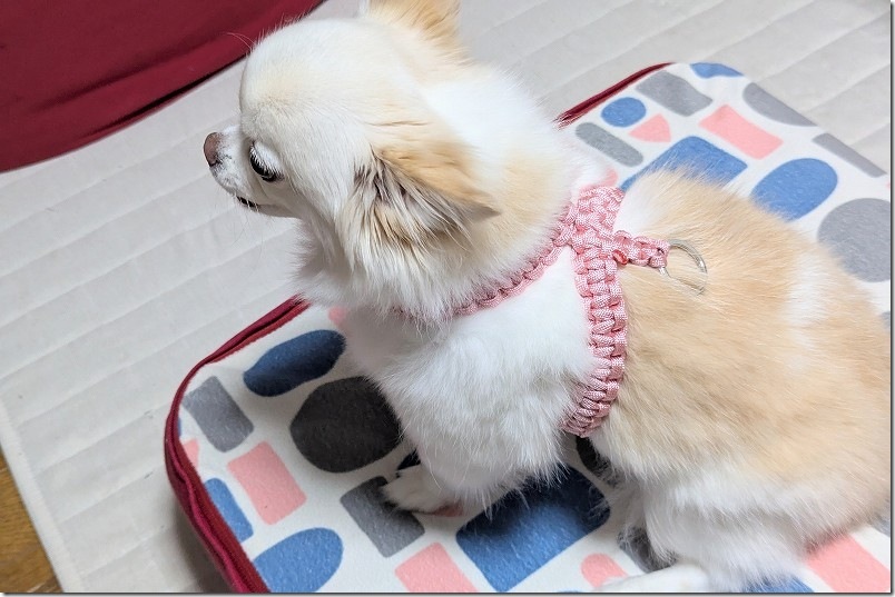 手作りで出来た犬用のリードとハーネス パラコード チワワ犬・試着