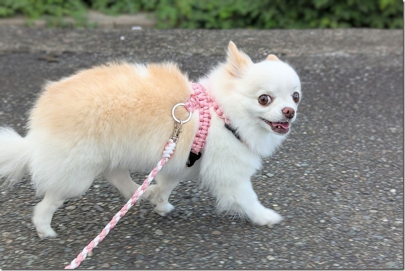 手作りハーネスとリードで犬（チワワ）の散歩 ピンク 白 パラコード