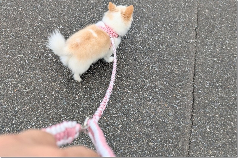 手作りハーネスとリードで犬の初散歩 ピンク 白 パラコード
