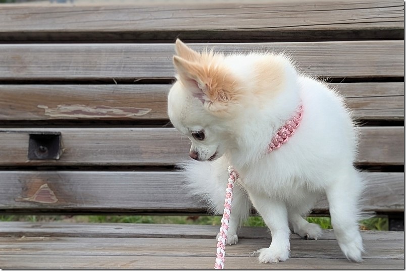 手作りハーネスとリードで犬用（チワワ用） 正面の作り