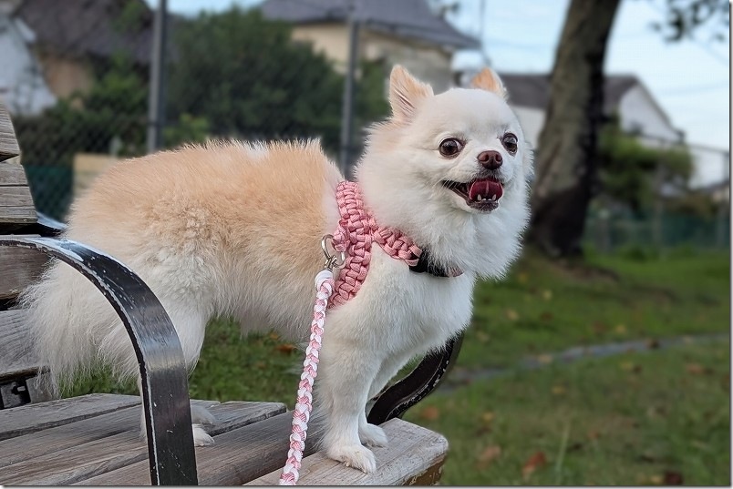 手作りハーネスとリードで犬用（チワワ用） 側面の作り