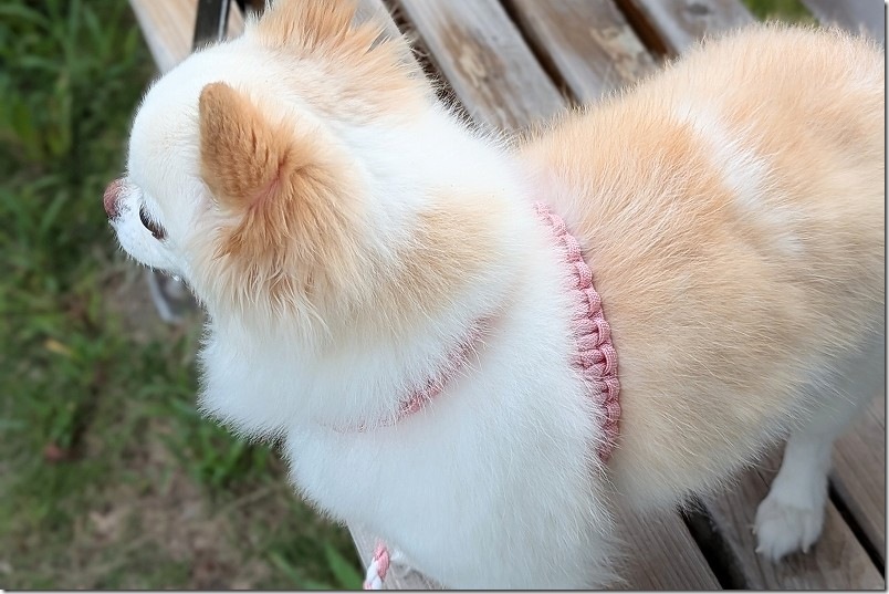 手作りハーネスとリードで犬用（チワワ用） 背面の作り
