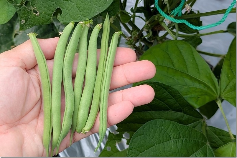 10/14 つるなしいんげん 植え付けて45日で初収穫