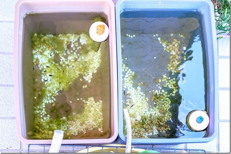 メダカ生育 10月上旬【生後 約2ヶ月】 メダカ生育 10月上旬【生後 約2ヶ月】