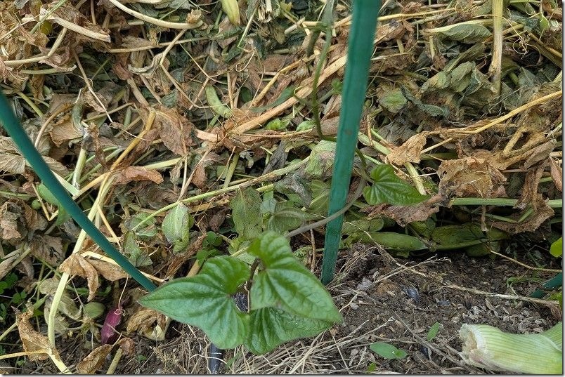 春5月 ツルが生えて来た【ツクネイモの芽】