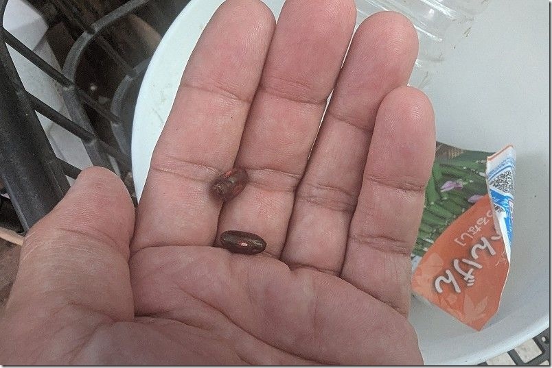 「秋どり つるなしいんげん」 8月種まき カーニバル