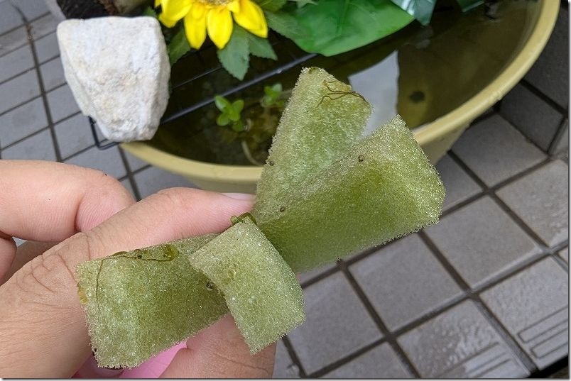 メダカの産卵【産卵床をスポンジで代用】 メダカの産卵【産卵床をスポンジで代用】