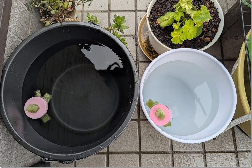 メダカの孵化用水槽【セリアのバケツとゴミ箱を使用】 メダカの孵化用水槽【セリアのバケツとゴミ箱を使用】