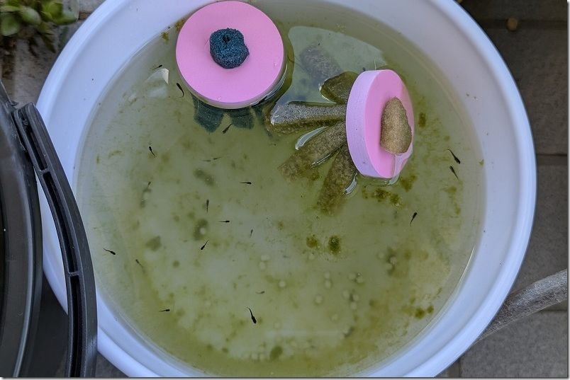 メダカの孵化 サターンメダカ 黒メダカのヒレ長種 メダカの孵化 サターンメダカ 黒メダカのヒレ長種