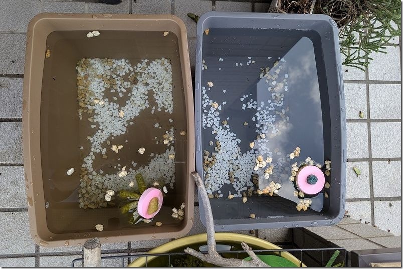 メダカの稚魚用水槽【ダイソーの収納BOXは水を入れると変形する】 メダカの稚魚用水槽【ダイソーの収納BOXは水を入れると変形する】