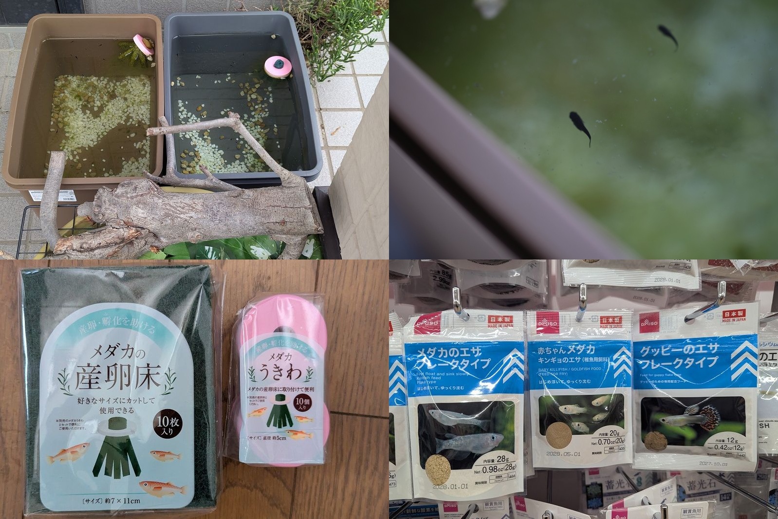 100均用品でメダカの産卵から針子の生育まで【ダイソーとセリアの産卵床・容器・餌を使用】