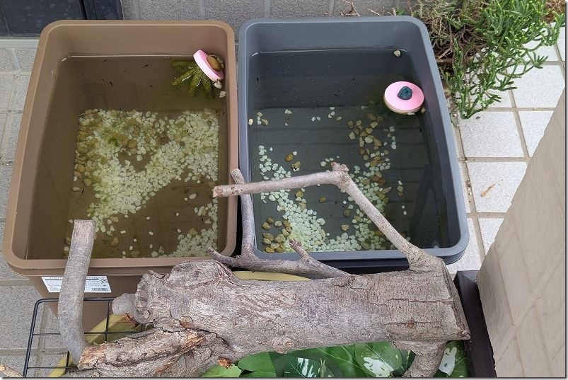 メダカの稚魚用水槽【ダイソーの収納BOXは水を入れると変形するので二重で使用】 メダカの稚魚用水槽【ダイソーの収納BOXは水を入れると変形するので二重で使用】