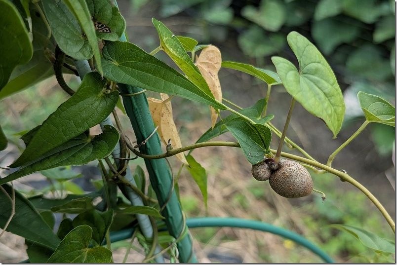 夏9月 自然薯とツクネイモのむかごを収穫