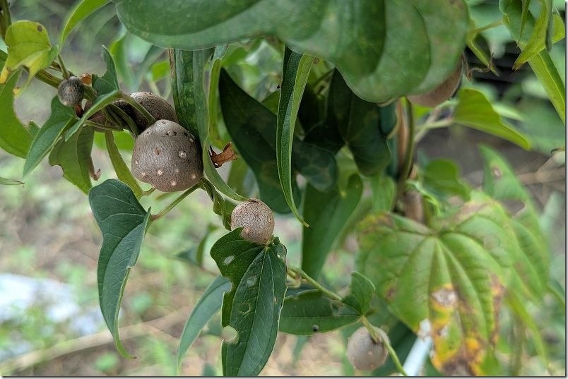 夏9月 自然薯とツクネイモのむかごを収穫
