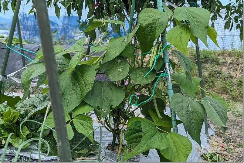 10/14 つるなしいんげん 植え付けて45日で初収穫