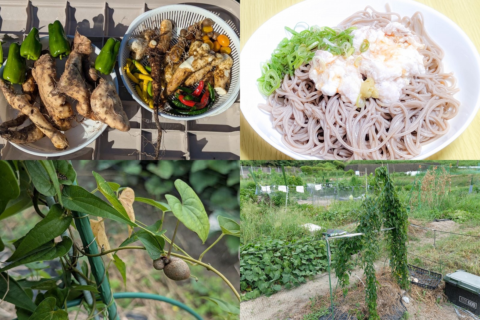 種芋から自然薯栽培とツクネイモ栽培【家庭菜園 むかごから2年目の収穫】