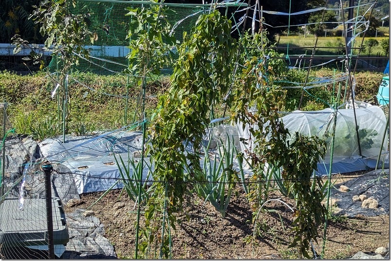 秋 自然薯とツクネイモを収穫 ツルが色づき出した