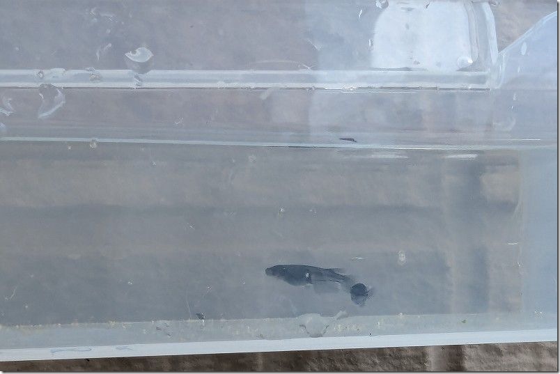 メダカ生育 10月上旬【生後 約1ヶ月半】 メダカ生育 10月上旬【生後 約1ヶ月半】