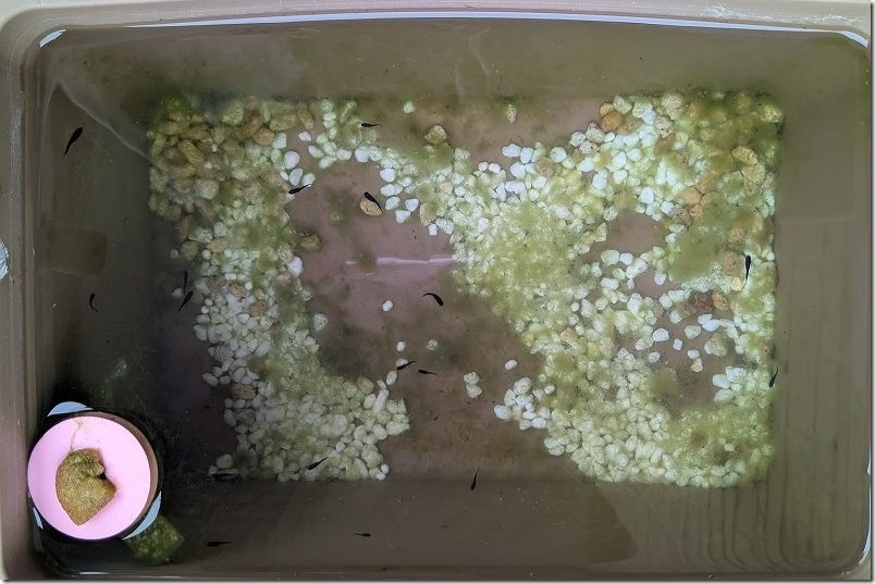 メダカ生育 10月上旬【生後 約1ヶ月半】 メダカ生育 10月上旬【生後 約1ヶ月半】