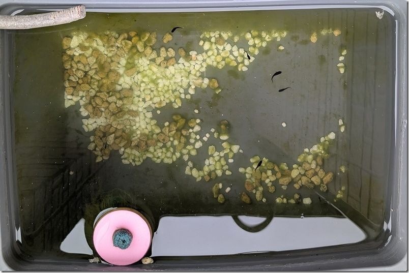 メダカ生育 10月上旬【生後 約1ヶ月半】 メダカ生育 10月上旬【生後 約1ヶ月半】