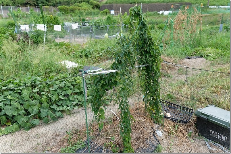 夏9月 自然薯とツクネイモのツルが茂る