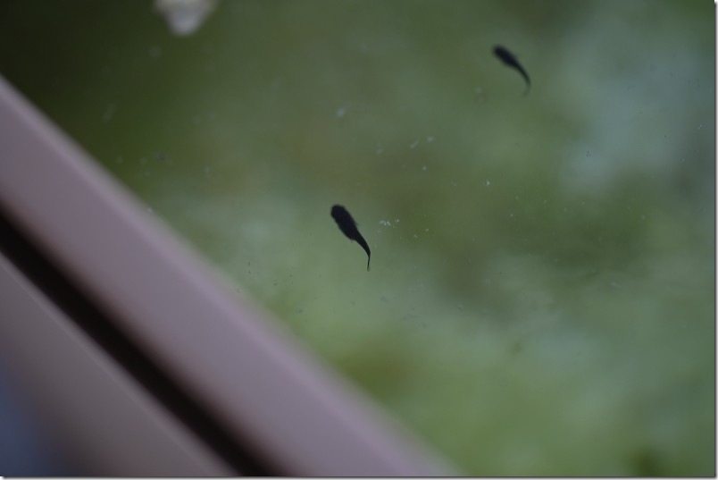 メダカ生育 10月上旬【生後 約1ヶ月】 メダカ生育 10月上旬【生後 約1ヶ月】