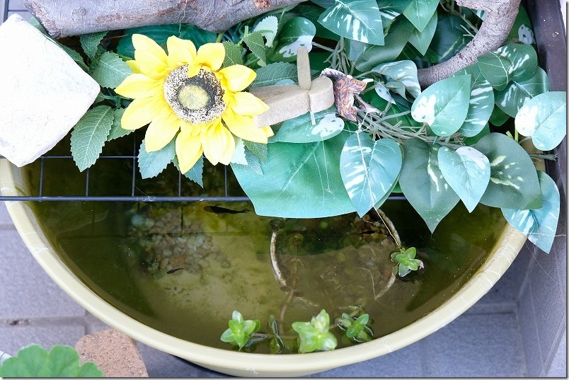 メダカ生育 10月上旬【生後 約2ヶ月】 メダカ生育 10月上旬【生後 約2ヶ月】