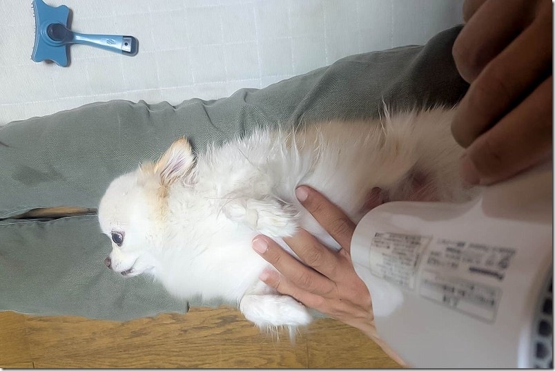 湯上がりもドライヤー好きの犬なので楽ちん 湯上がりもドライヤー好きの犬なので楽ちん