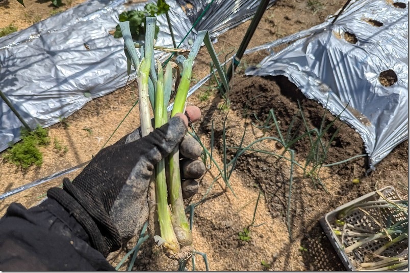 干しネギにして九条ネギを植え付け 干しネギにして九条ネギを植え付け