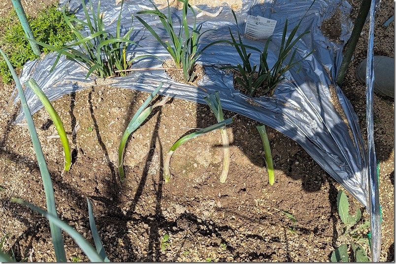 干しネギにして九条ネギを浅植え 干しネギにして九条ネギを浅植え