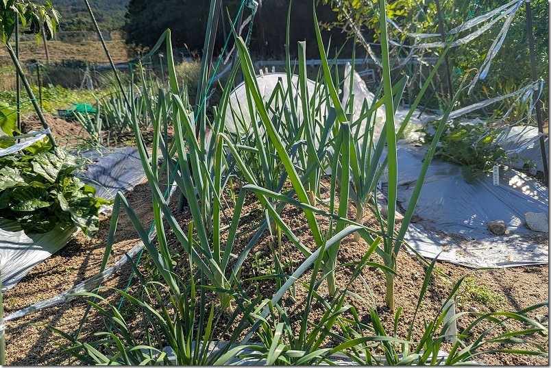 九条ネギを植え付けて1ヶ月経過 生育状況 九条ネギを植え付けて1ヶ月経過 生育状況