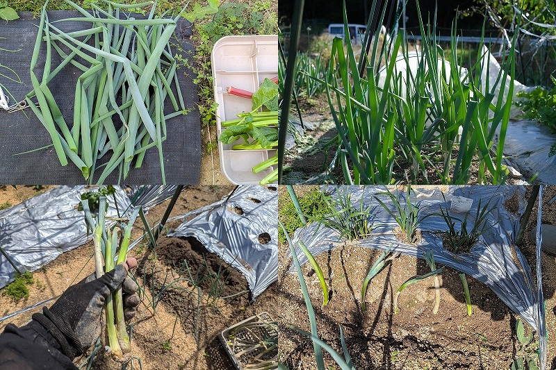 家庭菜園 九条ネギ栽培 2年目も無限収穫！【夏はコンパニオンプランツで活用し秋に植え直し】