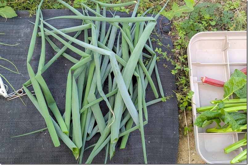 九条ネギ 無限収穫を開始 10月下旬 九条ネギ 無限収穫を開始 10月下旬