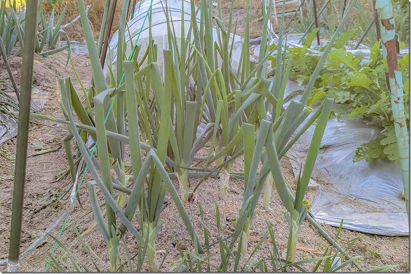 11月上旬 九条ネギの2回目の収穫 収穫前 11月上旬 九条ネギの2回目の収穫 収穫前