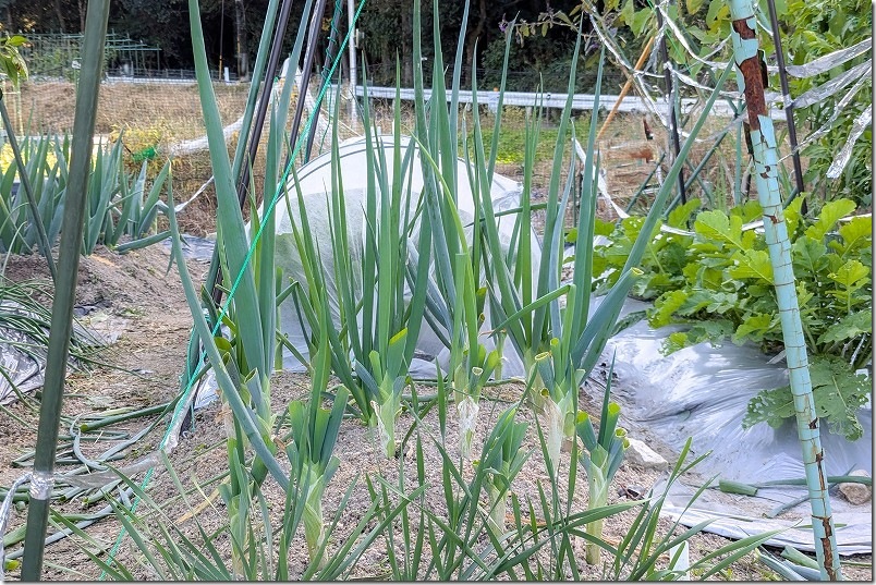 11月上旬 九条ネギの2回目の収穫 収穫後 11月上旬 九条ネギの2回目の収穫 収穫後