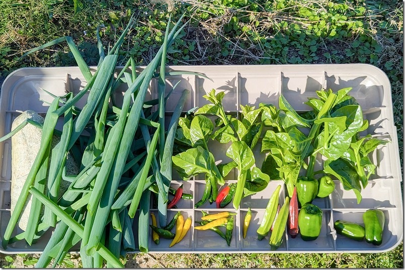 11月上旬 九条ネギの2回目の収穫量 11月上旬 九条ネギの2回目の収穫量