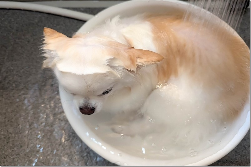 寒くなると洗面器風呂にどっぷりつかる犬! 寒くなると洗面器風呂にどっぷりつかる犬!