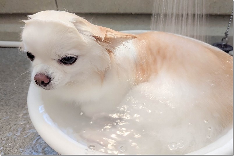 寒くなると洗面器風呂にどっぷりつかる犬! 寒くなると洗面器風呂にどっぷりつかる犬!