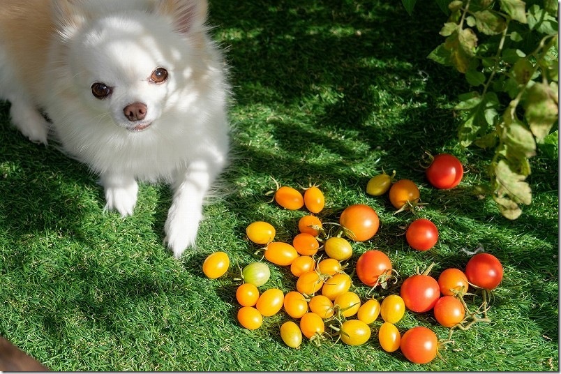 11/16 秋のオレンジ アイコ収穫継続中 11/16 秋のオレンジ アイコ収穫継続中