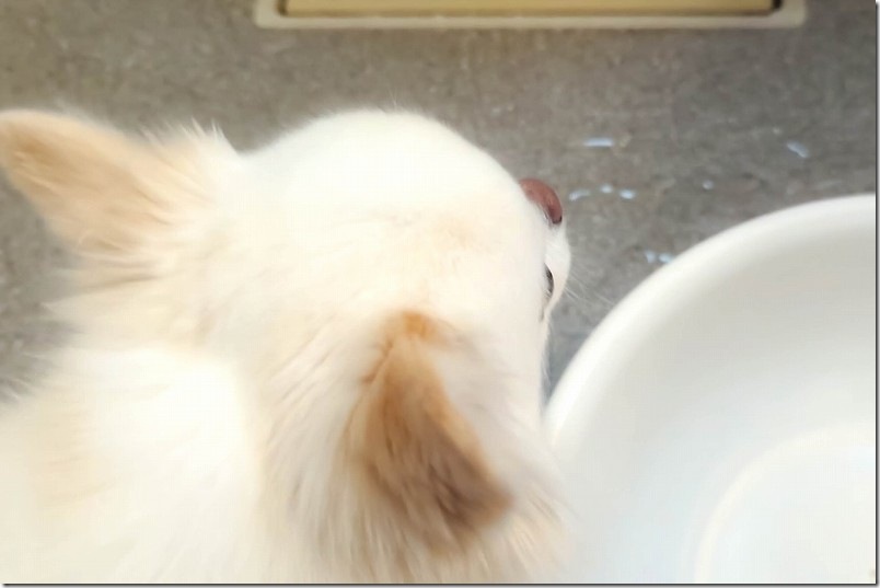 自主的に洗面器風呂へ入る犬 待機中 自主的に洗面器風呂へ入る犬 待機中