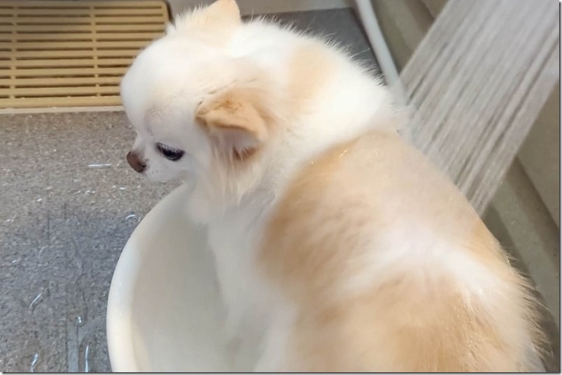 自主的に洗面器風呂へ犬が入ってシャワー 自主的に洗面器風呂へ犬が入ってシャワー