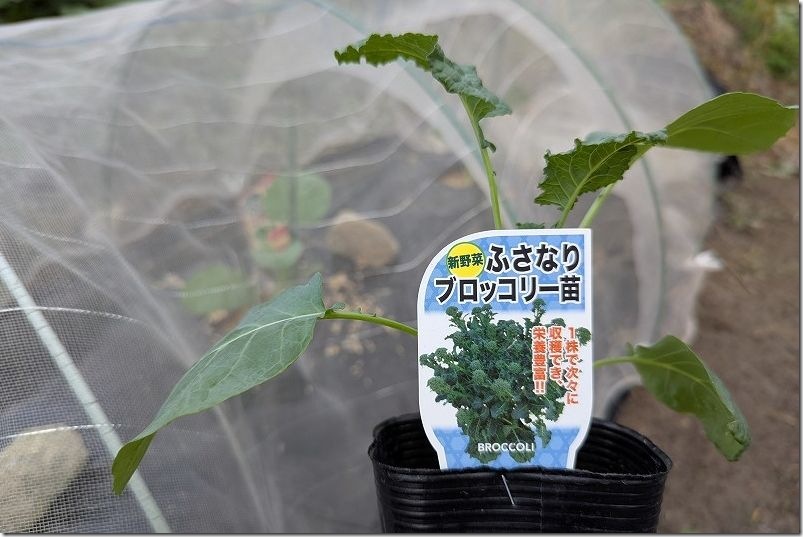 購入した苗 ふさなりブロッコリー 198円
