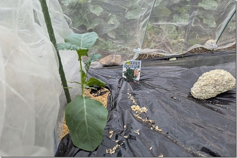 ふさなりブロッコリーやスティックセニョールを植え付け【防虫ネットと黒マルチを利用】