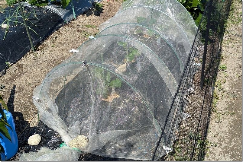 100均のグラスファイバー支柱を使って防虫ネットを張る ふさなりブロッコリーやスティックセニョールを栽培