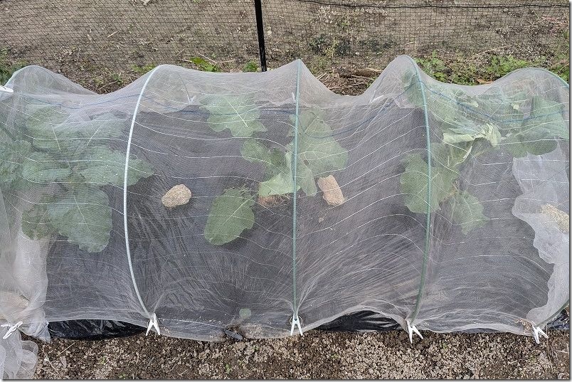 苗植え付け20日でネットに上端があたる【大型の不織布へ交換時期】